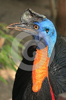 Sonriente pájaro pájaro australiano 