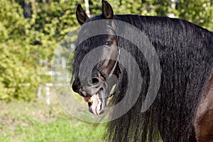 Laughing Black Frisian Horse