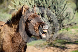 Laughing burro closeup