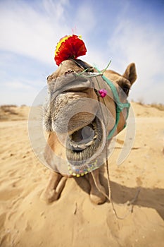 The laughing camel.