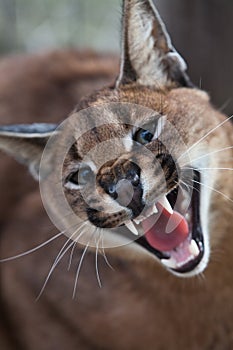 Laughing Caracal photo