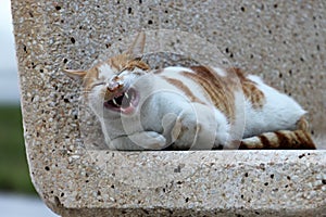 Laughing Cat at Al-Khobar Corniche, Saudi Arabia photo