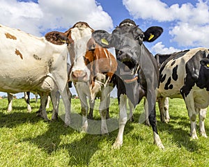 Laughing cow, moo with mouth open, showing gums, teeth and tongue while screaming, in a green field