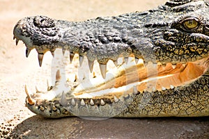 Laughing crocodile. teeth and crocodile head.