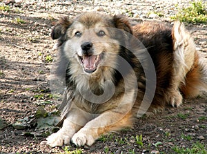 Sonriente el perro 