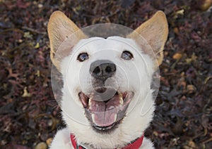 Sorridente il cane 