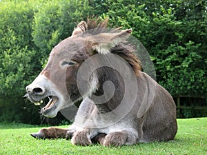 Laughing donkey