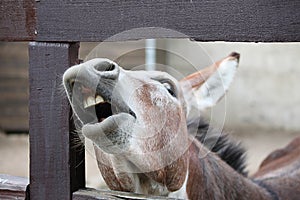 Laughing donkey and horse - funny donkey with horse with open mouthes.