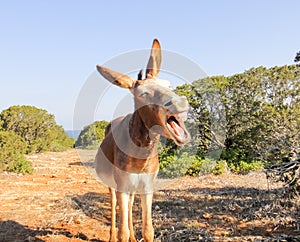 Laughing donkey