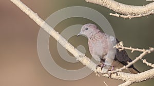 Laughing Dove on Bare Tree Branch