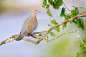 Laughing Dove - Immature