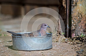 A laughing dove in a metal bowl