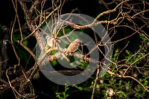 Laughing dove pair on the tree