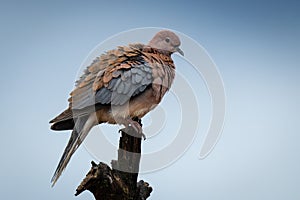 Laughing dove in profile on tree stump
