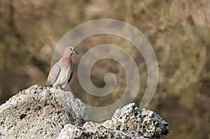 Laughing Dove on rock