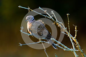 Laughing dove sitting on the branch.