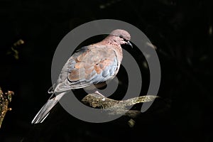 Laughing dove (Spilopelia senegalensis).