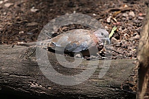 Laughing dove (Spilopelia senegalensis).