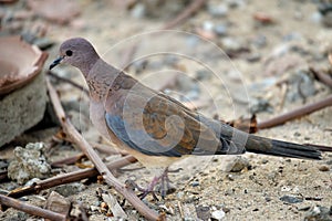 Laughing dove (Spilopelia senegalensis)