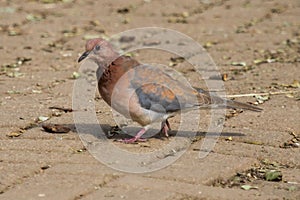 Laughing Dove Spilopelia senegalensis closeup walking on the ground iwith bokeh