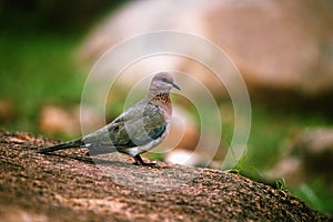 Laughing Dove, Spilopelia senegalensis, Hampi, Karnataka, India