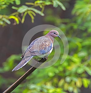 The laughing dove (Spilopelia senegalensis) is a slim pigeon with long tail.