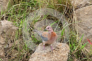 Laughing dove streptopelia senegalensis