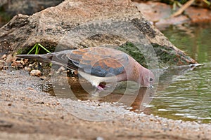 Laughing dove streptopelia senegalensis