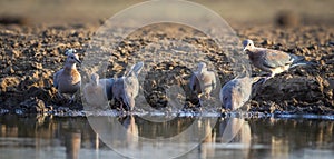 Laughing Doves, in Botswana, Africa