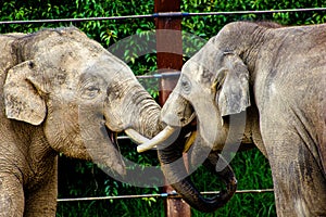 Laughing Elephants& x28;Sydney Zoo& x29;