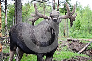 Laughing elk