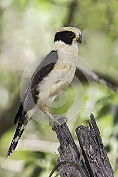 Laughing Falcon, Herpetotheres cachinnans photo