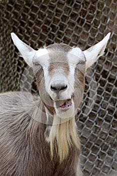 Laughing Goat