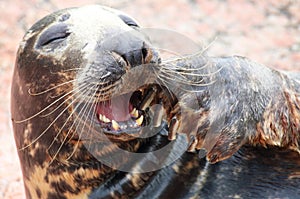 Laughing Grey seal