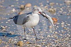 Laughing Gull