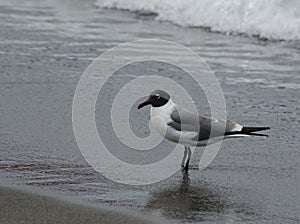 Laughing Gull