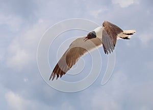 Laughing Gull