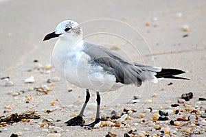 Laughing Gull