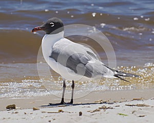 Laughing Gull on the Beach