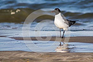 Laughing Gull on Beach at Shoreline