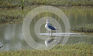 Laughing Gull bird in salt marsh, Pickney Island National Wildlife Refuge, USA