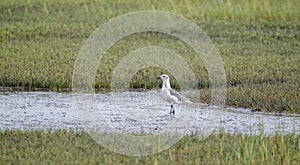 Laughing Gull bird in salt marsh, Pickney Island National Wildlife Refuge, USA