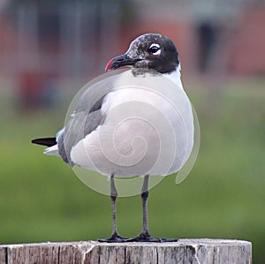 Laughing Gull came for a visit