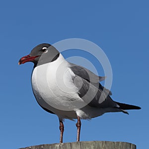 Laughing Gull, Clearwater, Florida