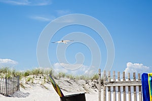 Laughing Gull Cruising over Beach Entrance