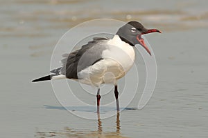 Laughing Gull -Cumberland Island, Georgia