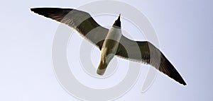 A laughing gull directly overhead.