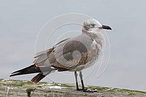 Laughing Gull in First Winter Plumage - Georgia