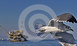 Laughing Gull flies past with oil rig platform behind in Mobile Bay