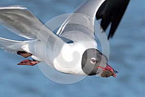 Laughing Gull In Flight with Fish